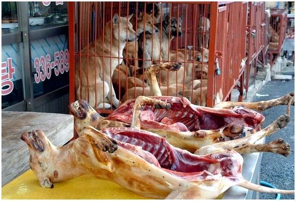 Как в Китае празднуют смерть собак