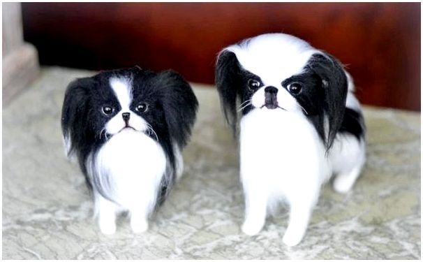 Маленькие карманные собаки породы с фото
