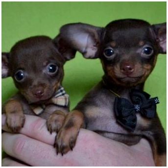 Маленькие карманные собаки породы с фото