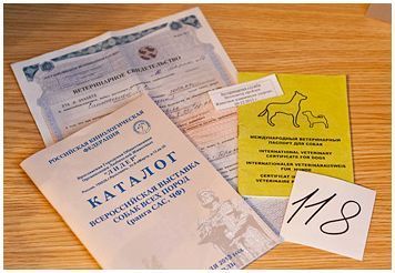 Справка Ф1, ветеринарный паспорт, талон ветконтроля