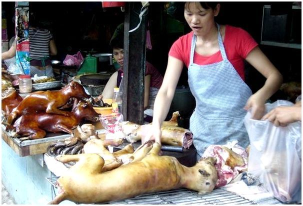 Почему в Корее едят собак