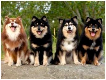 Собаки сибири породы фото