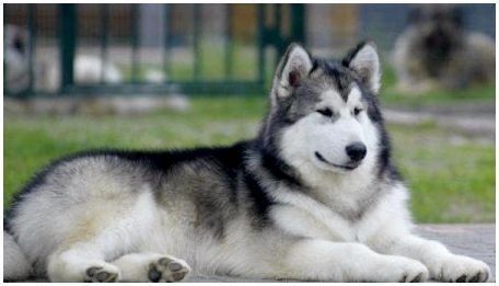 Северные собаки: обзор пород и рекомендации по содержанию