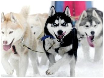Собаки сибирских пород фото