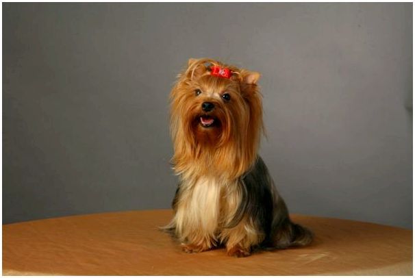 Собака породы ершинский терьер фото
