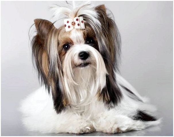 Собака с хвостиком на голове порода