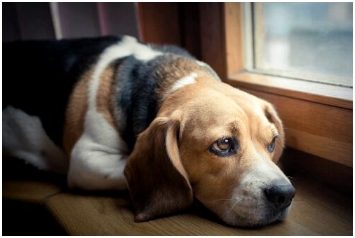 Лечение раковой боли у собак