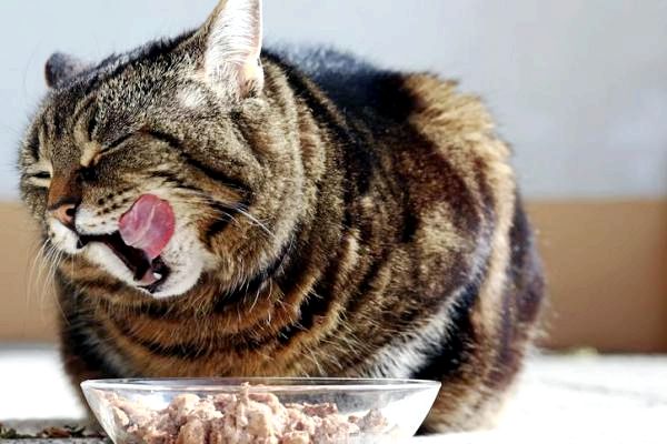 Моя кошка не ест и не рвет: рвота и плохой аппетит у кошек из-за стресса