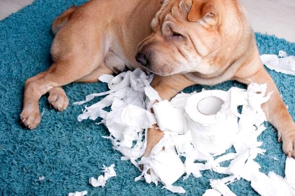 Моя собака ест туалетную бумагу: что делать, если ваша собака ест туалетную бумагу