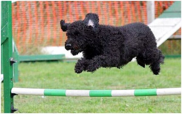 Собака, которая выполняет тестирование в прыжке для одной из ведущих в мире организаций собак.