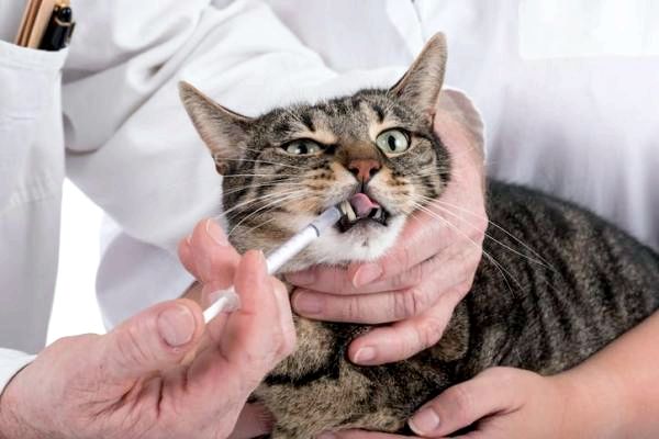 Почему моя кошка пускает слюни, когда я даю им лекарство? - Как вводить пероральные препараты кошке, которая этого не хочет?