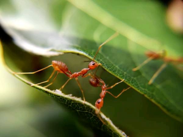 Почему муравьи несут мертвых насекомых?