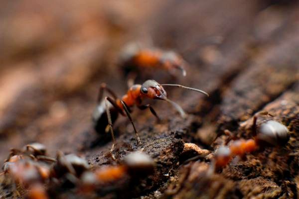 Почему муравьи несут мертвых насекомых? - Что едят муравьи?