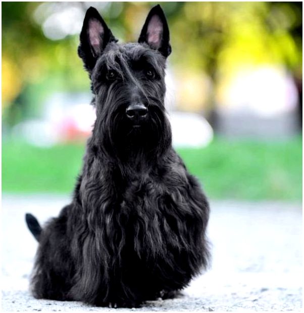 Собака с огромной силой духа и горячим сердцем: Скотч-терьер (Шотландский терьер)