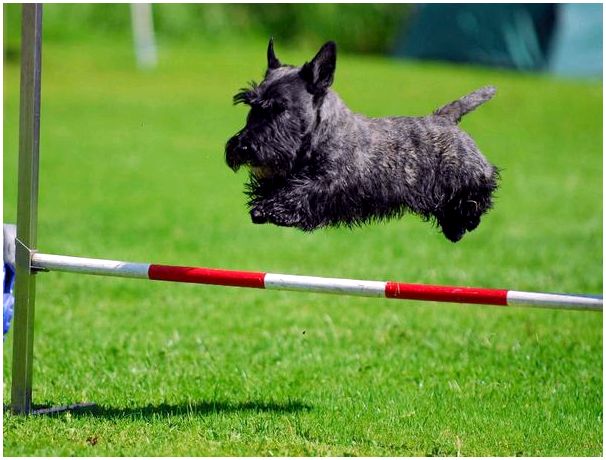 Собака с огромной силой духа и горячим сердцем: Скотч-терьер (Шотландский терьер)