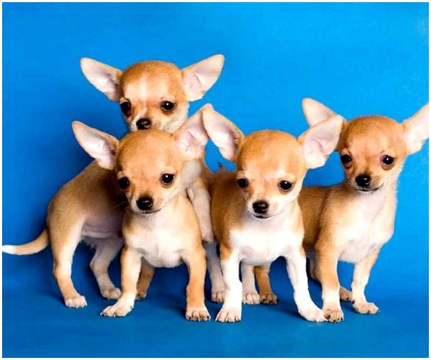 История миниатюрных собачек