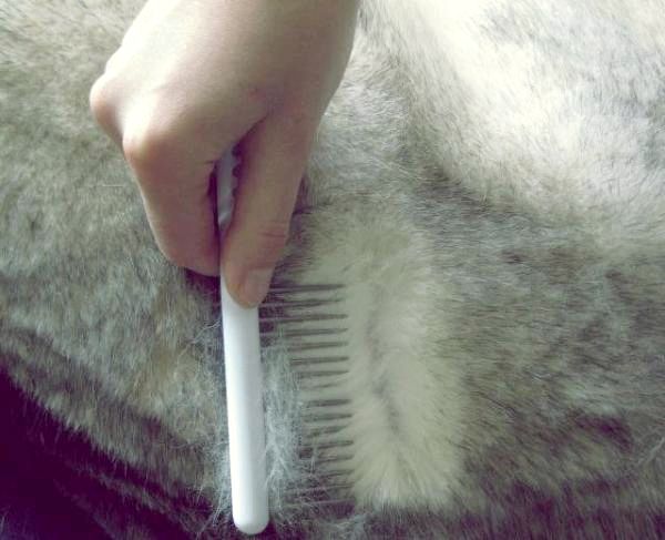 Сибирская лайка нуждается в стрижке? - Как почистить шерсть сибирской хаски