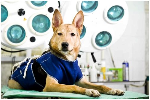 Собака с синдромом Воблера на операционном столе