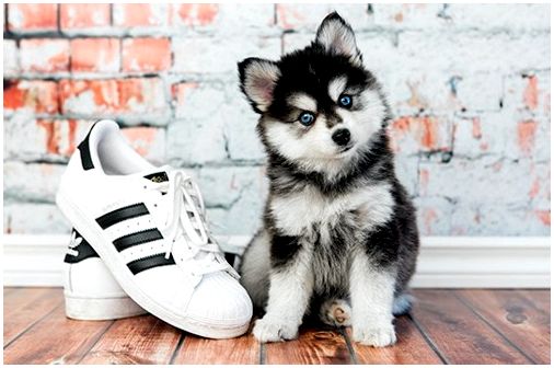 щенок мини хаски и ботинок