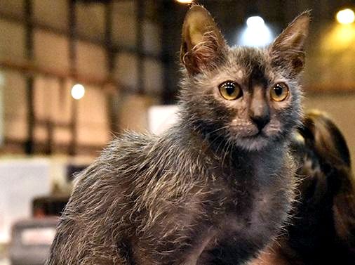 Ушастые домашние кошки - Lykoi