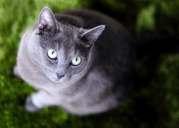 Длинношерстные домашние кошки - Русская голубая