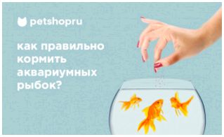 Как правильно кормить аквариумных рыб