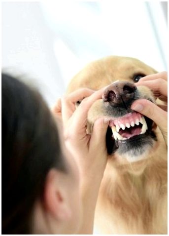 Какие зубы выпадаю у собак