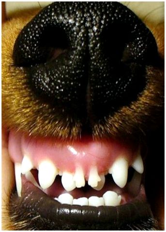 Выпадение молочных зубов у собак маленьких пород
