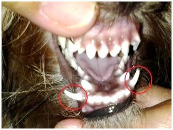 Смена молочных зубов у собак в каком возрасте