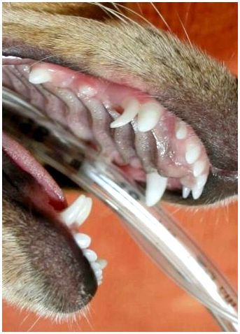 Зубы маленькой породы собак