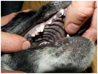 Молочные зубы у собаки название