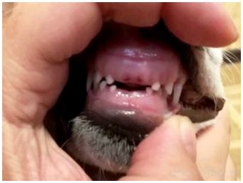 Зубы маленькой породы собак