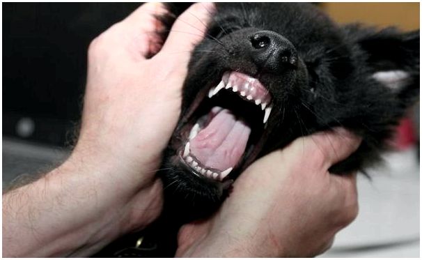 Какие симптомы у собак при смене зубов