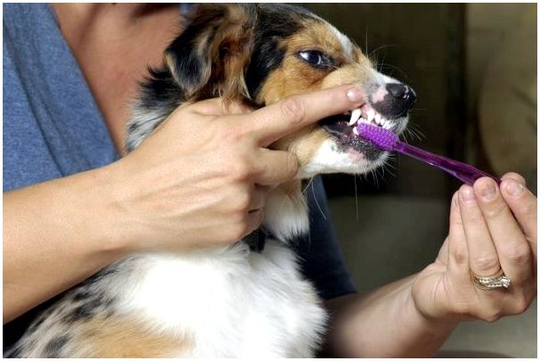 Какие симптомы у собак при смене зубов