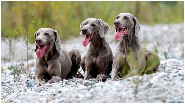 фото собак породы Веймарская легавая