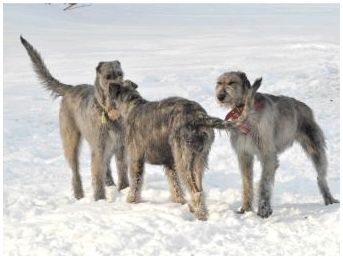 Порода собак российские волкодавы