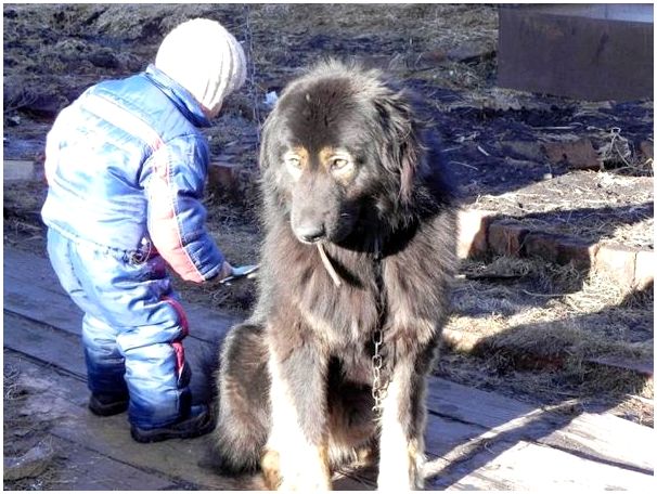 Порода собак российские волкодавы
