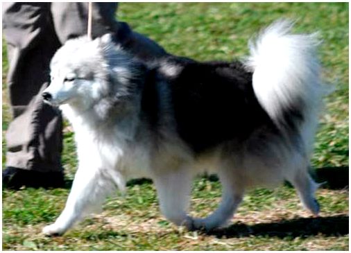 Как называется порода собак похожих на лису маленькая