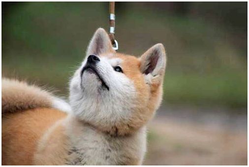 Японская порода собак как лиса