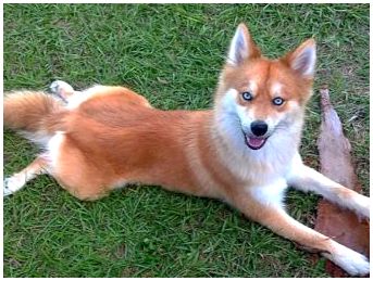 Порода собак похожая на лисичку называется