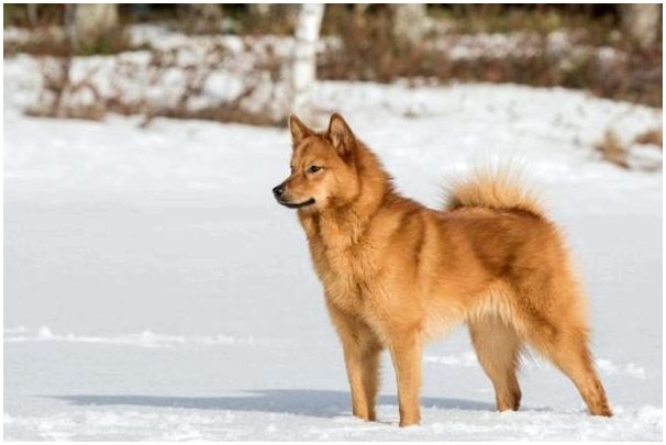 Породы собак похожие на лис рыжий цвет