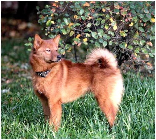 Порода собак похожая на лисичку называется