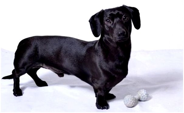 Черные собаки порода такса