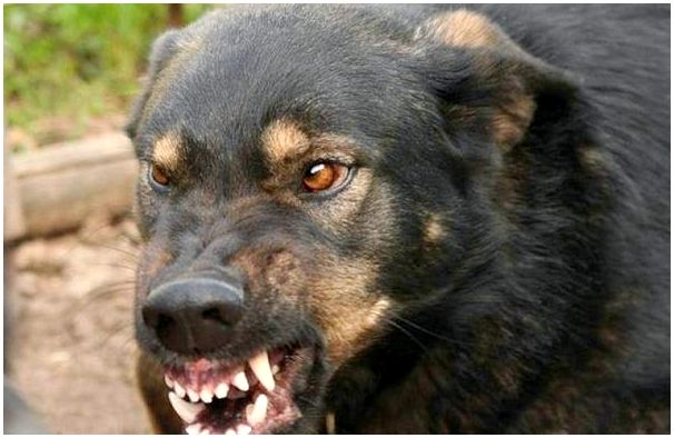 Какие собаки запретили в россии