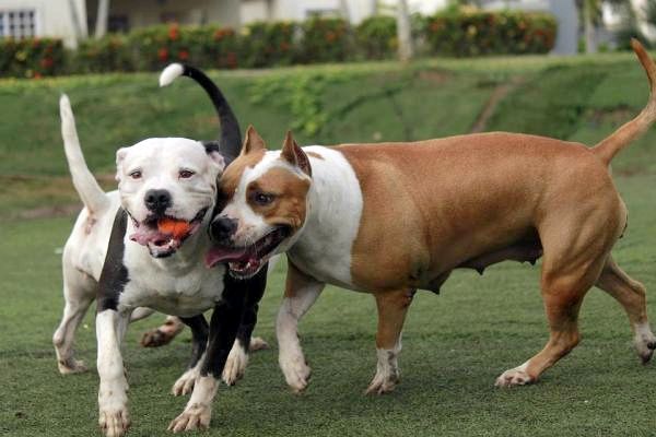 10 мифов о питбулях - 7. Питбуль, обученный нападать на собак, также агрессивен по отношению к людям