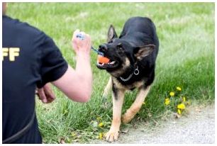 Полицейские собаки, как эта, имеют много правил