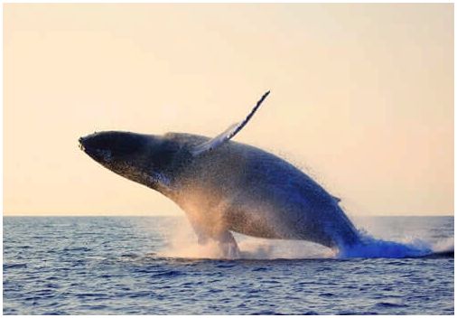 Синий кит прыгает в море.
