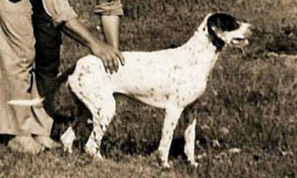 15 пород собак, которых больше не существует - 13. Rastreador Brasileiro