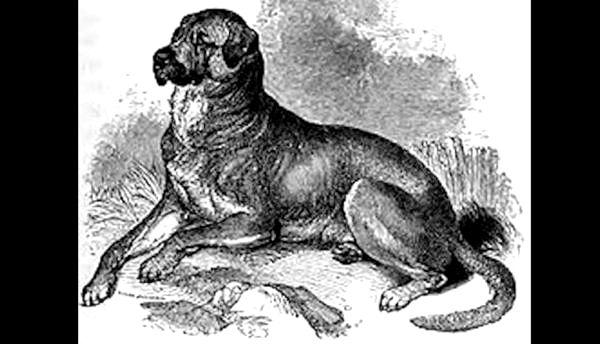 15 пород собак, которых больше не существует - 14. Dogo Cubano