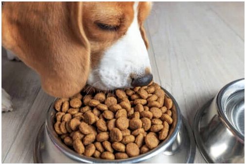 3 вещи, которые вы не знали о еде вашей собаки